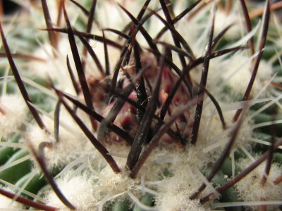 IMG_4252 Echinofossulocactus xiphacanthus.JPG