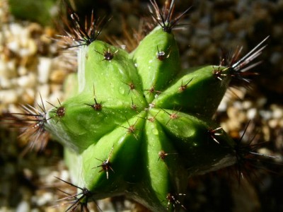 PICT0803.JPG