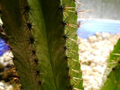 PICT0802.JPG