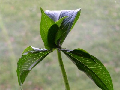 PICT0813.JPG
