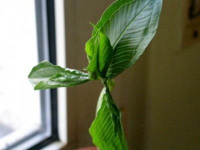 PICT0812.JPG