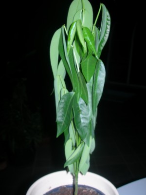 DSCN1299.JPG