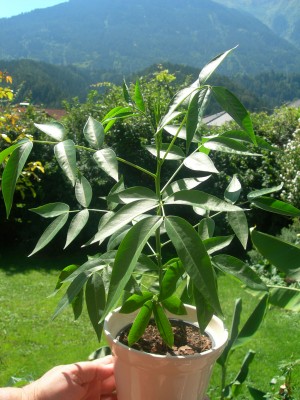DSCN1334.JPG