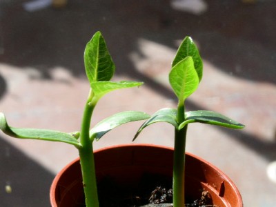 PICT0793.JPG