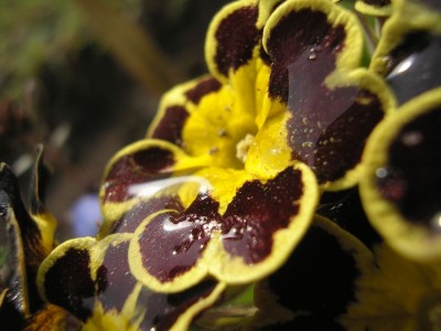 P1010346.jpg