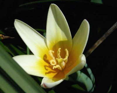 Tulipa tarda.jpg
