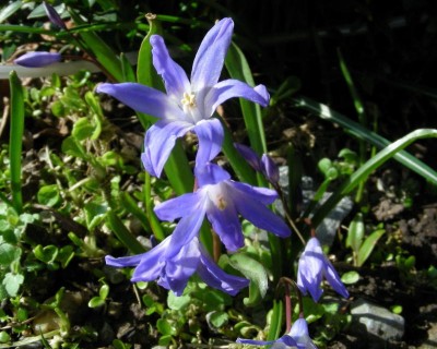 Schneeglanz (Chionodoxa).jpg