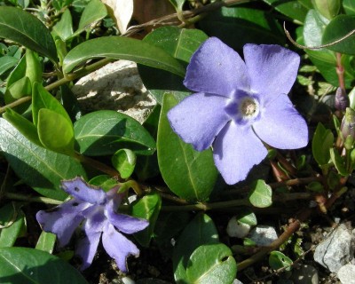 vinca minor.jpg