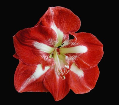 rot-weiße Schönheit w.jpg