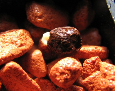 Keimlinge 2008 Suk.jpg