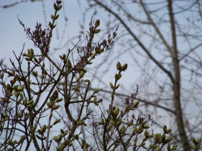 100_0477.JPG