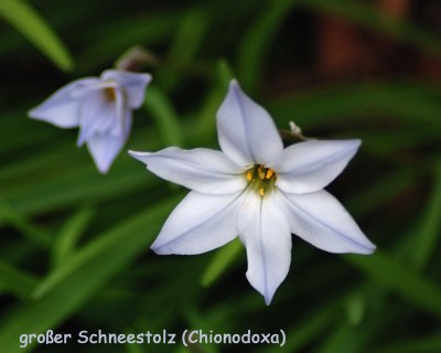 großer Schneestolz w.jpg