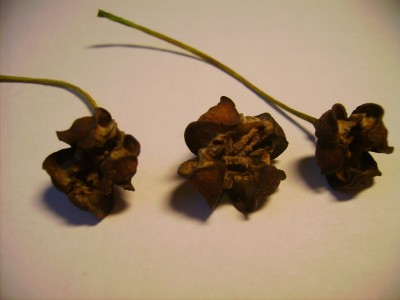 PICT0012.JPG