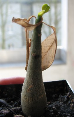 A. obesum 09.03.2008.jpg