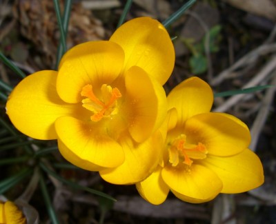 CIMG2492 - Kopie.JPG