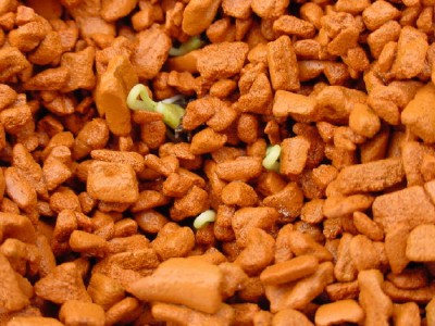 Papaya.jpg