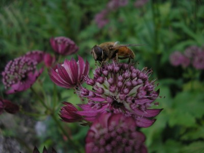 astrantiablood.JPG