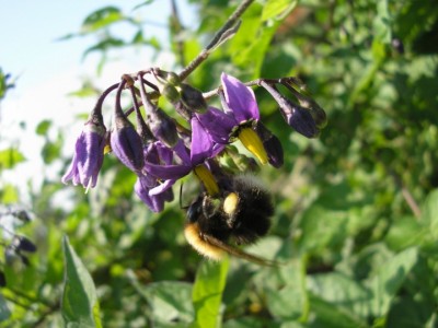 Solanum dulcamara.JPG