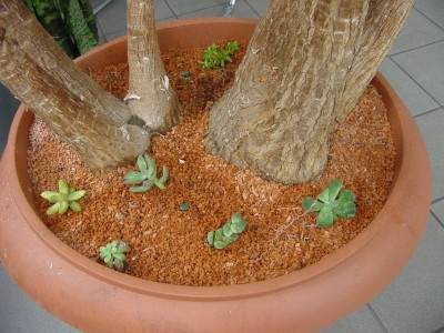 Sukkis unter Yucca.jpg