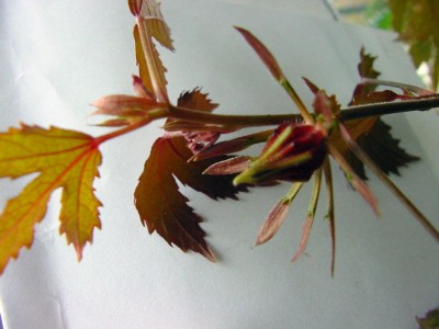 sabdariffa Blüte.jpg