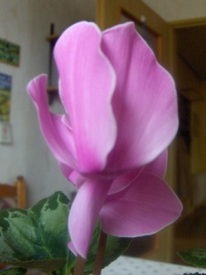 Pflanzen 043.jpg