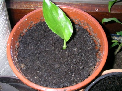 SANY0011.JPG