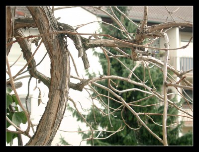 was bin ich baum.jpg