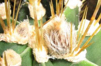 IMG_4270a Astrophytum ornatum.jpg