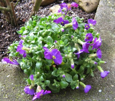Blaukissen - Aubrieta-Hybrid.JPG