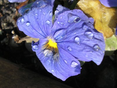 P1010012.jpg