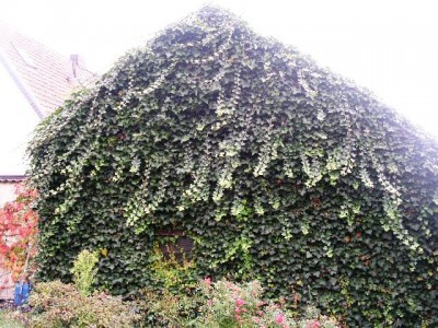 PICT0422.JPG
