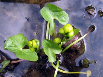 Sumpfdotterblume - Caltha palustris.JPG