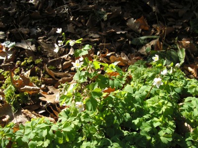 P1010255.jpg