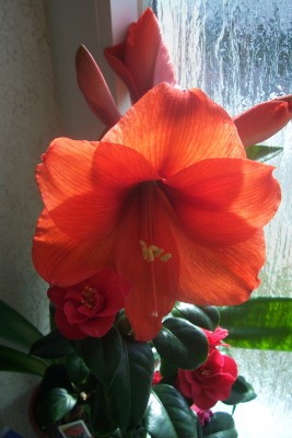 100_3915.JPG