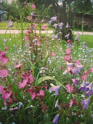 campanula patula.JPG