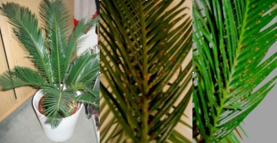 Palme.jpg