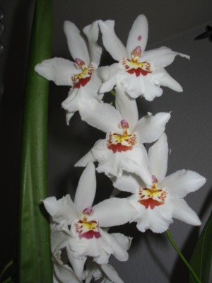 132-3221_IMG.JPG