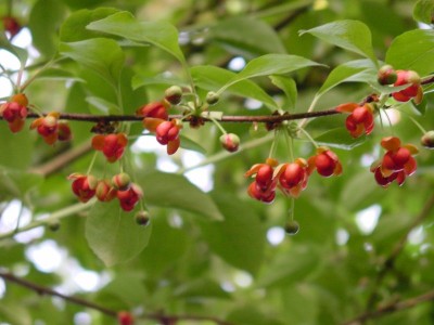 schisandra-sphenanthera.jpg