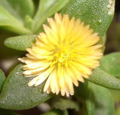 CIMG2509 - Kopie.JPG
