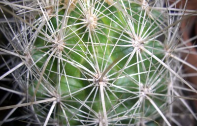 Thelocactus (2) - Kopie.JPG