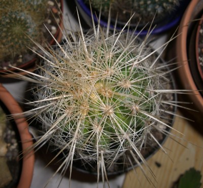 Thelocactus - Kopie.JPG