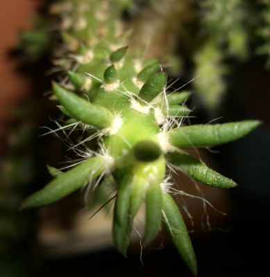 Opuntia subulata - Kopie.JPG