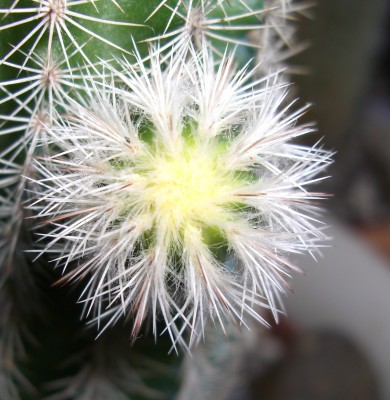 echinocereus chisoenis syn motornii - Kopie.JPG