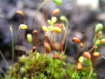 moos 004.JPG