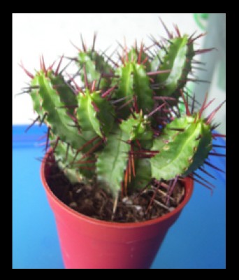 Ohne Titel-1 Kopie.jpgjz.jpg