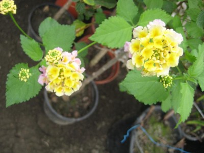 Img_1331.jpg