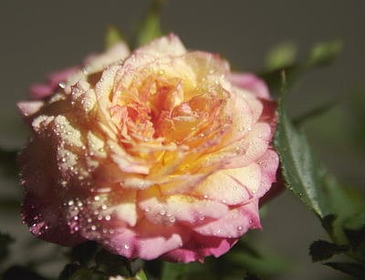 Rose1kl.jpg