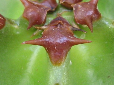 IMG_4306 Euphorbia canariensis .JPG