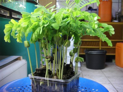 heeresfliegerwaffenschule 013.JPG