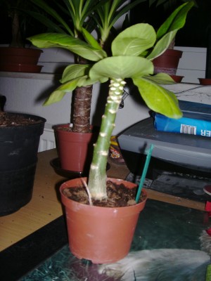 IMAG0011.JPG